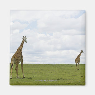 Giraffen in Kenia, Afrika Magnet