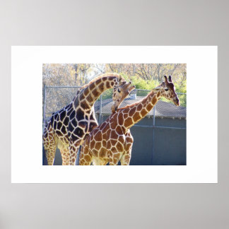 Giraffen in Liebe Poster