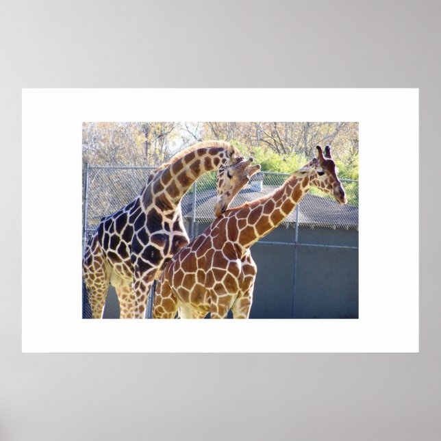 Giraffen in Liebe Poster (Vorne)