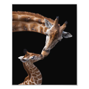 Giraffen-Küsse-Druck Fotodruck