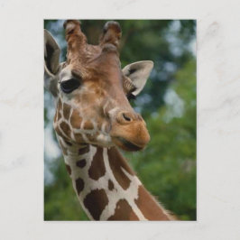 Giraffen-Liebhaber-Kunst-Geschenke Postkarte