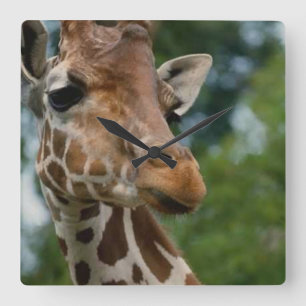 Giraffen-Liebhaber-Kunst-Geschenke Quadratische Wanduhr
