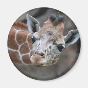 Giraffen-Magnet Magnet