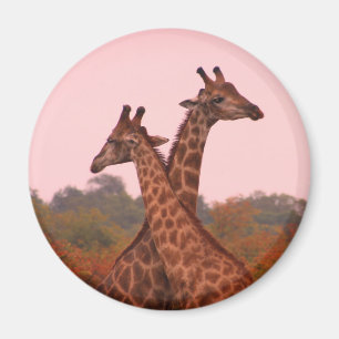 Giraffen mit rosa Himmel Magnet