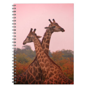 Giraffen mit rosa Himmel Notizblock