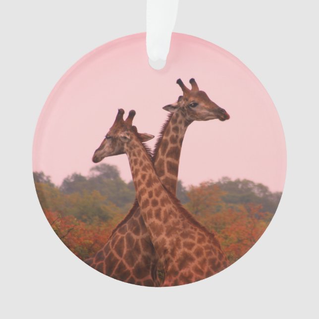 Giraffen mit rosa Himmel Ornament (Vorderseite)