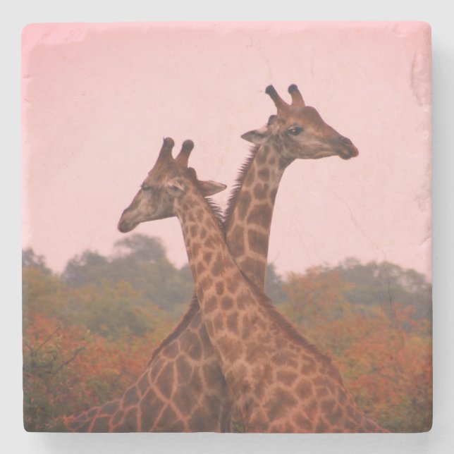 Giraffen mit rosa Himmel Steinuntersetzer (Vorderseite)