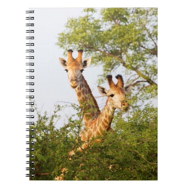 Giraffen Peeking über Vegetation Notizblock (Vorderseite)