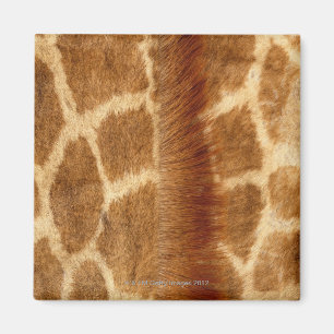 Giraffen-Pelz Magnet