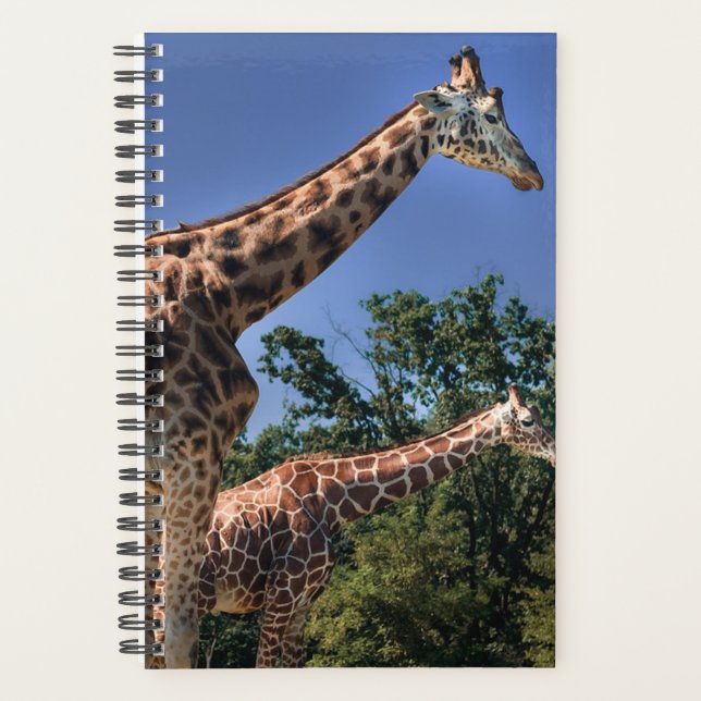 Giraffen Planer (Vorderseite)