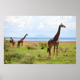 Giraffen Poster