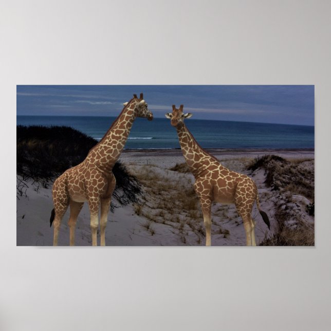 Giraffen Poster (Vorne)