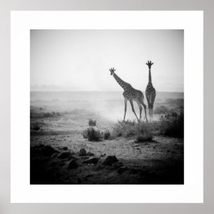 Giraffen Poster