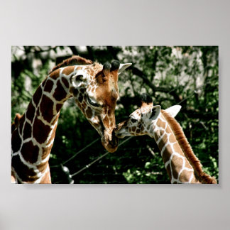 Giraffen Poster