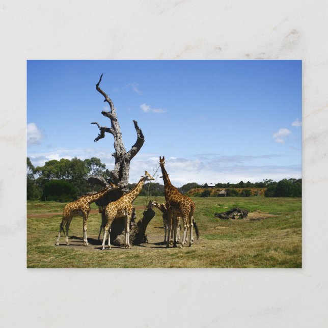 Giraffen Postkarte (Vorderseite)
