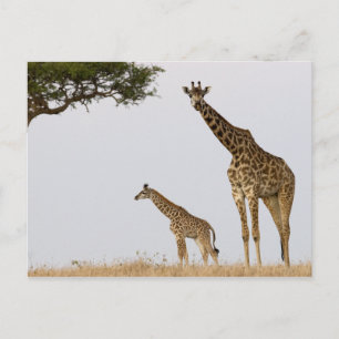 Giraffen Postkarte