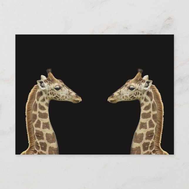 Giraffen Postkarte (Vorderseite)
