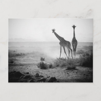 Giraffen Postkarte