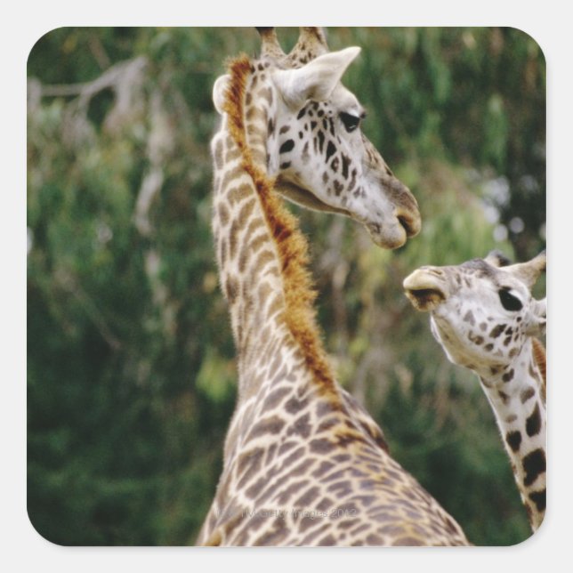 Giraffen Quadratischer Aufkleber (Vorderseite)