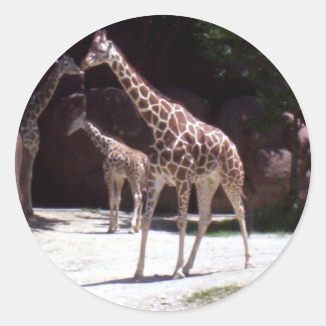 Giraffen Runder Aufkleber (Vorderseite)