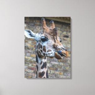 Giraffen Sie den nahen Leinwand-Ausdruck ein Leinwanddruck