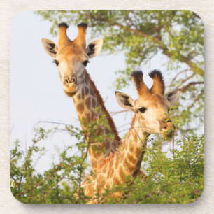 Giraffen spähen über die Vegetation Getränkeuntersetzer