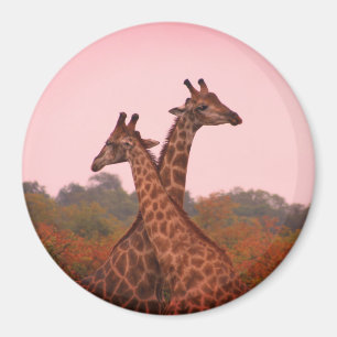 Giraffen stehen in Mopani-Bäumen mit rosa Himmel Magnet
