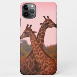 Giraffen, stehend in Mopanobäumen mit rosa Himmel iPhone 11Pro Max Hülle