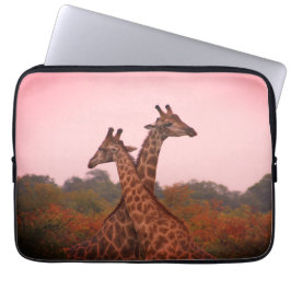 Giraffen, stehend in Mopanobäumen mit rosa Himmel Laptopschutzhülle