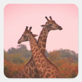 Giraffen, stehend in Mopanobäumen mit rosa Himmel Quadratischer Aufkleber