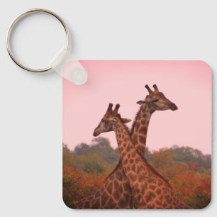 Giraffen, stehend in Mopanobäumen mit rosa Himmel Schlüsselanhänger