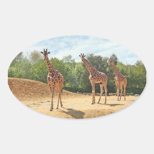 Giraffen Stickers (Vorderseite)
