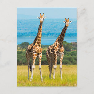 Giraffen über die Savanna, Uganda Postkarte