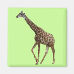 Giraffen und Bäume,长 颈 鹿. Foto von Wildtierzoo Magnet
