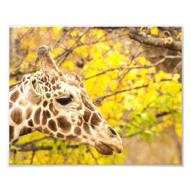 Giraffen und Blätter Fotodruck (Vorne)