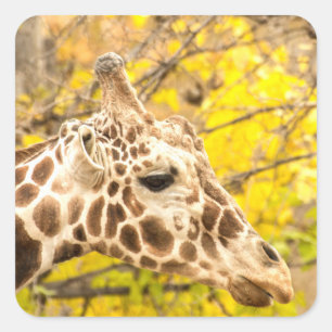 Giraffen und Blätter Quadratischer Aufkleber