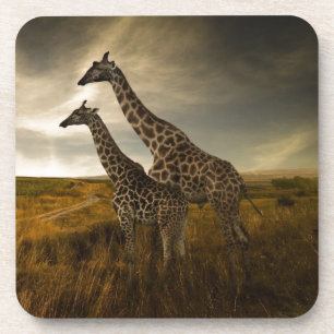 Giraffen und die Landschaft Getränkeuntersetzer