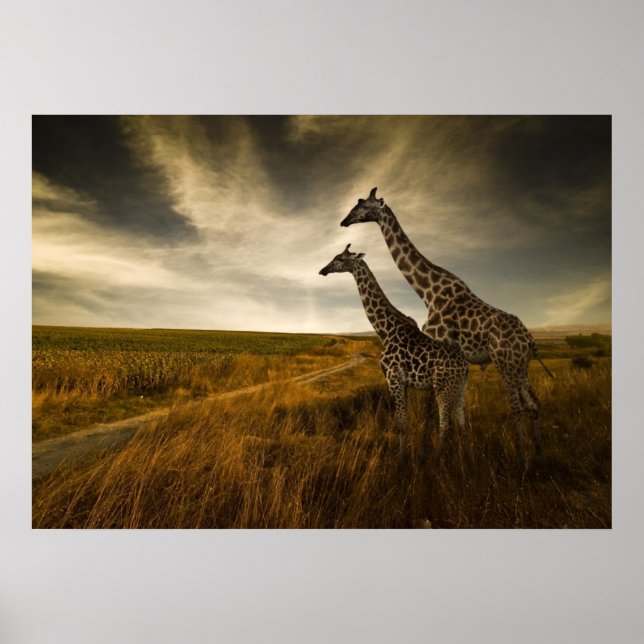 Giraffen und die Landschaft Poster (Vorne)
