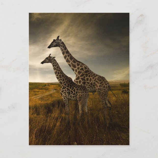 Giraffen und die Landschaft Postkarte (Vorderseite)