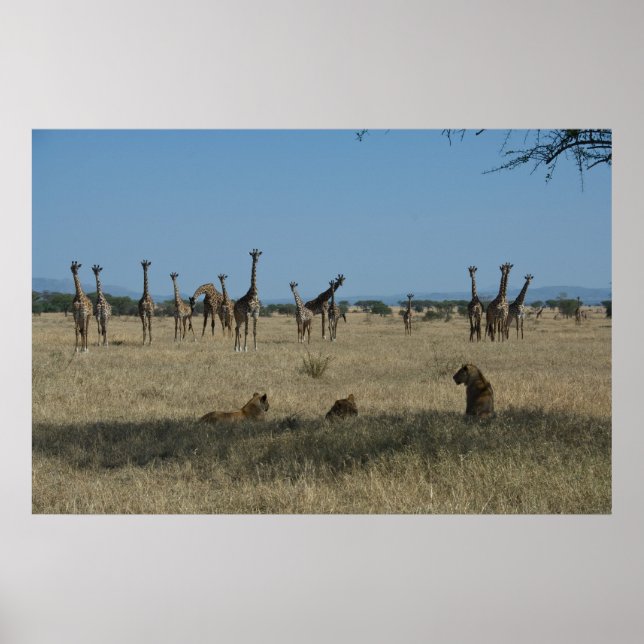 Giraffen und Löwen Poster (Vorne)