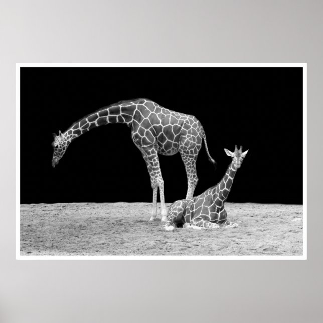 Giraffen unter afrikanischem Himmel nachts Schwarz Poster (Vorne)