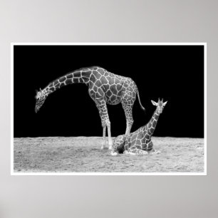 Giraffen unter afrikanischen Himmeln nachts Poster