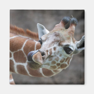 Giraffen-Zunge-Magnet Magnet