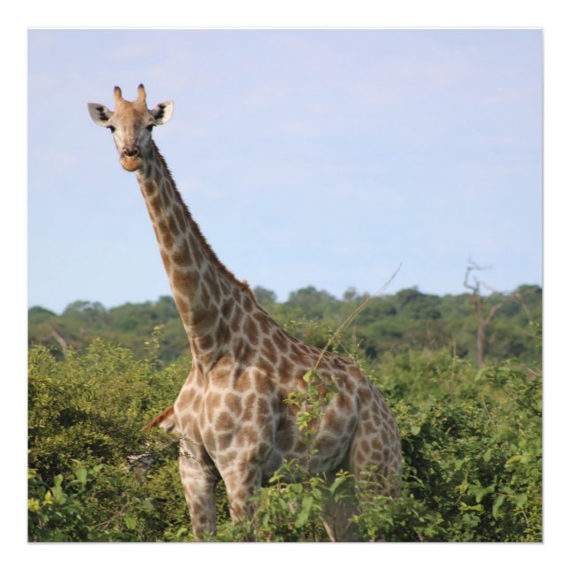 Giraffenblick Fotodruck (Vorne)