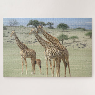 Giraffenfamilie