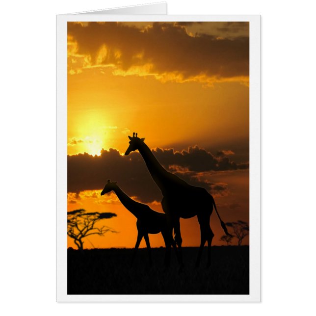 Giraffenfamilie 2 (Vorne)