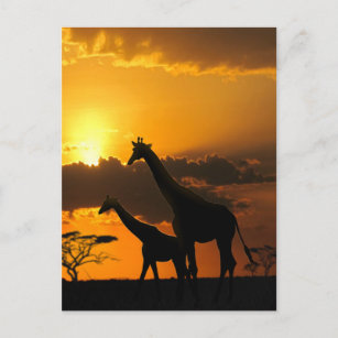 Giraffenfamilie 2 postkarte