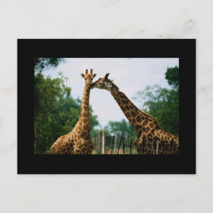 Giraffenfotografie Postkarte