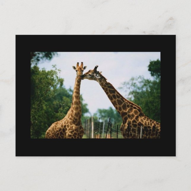 Giraffenfotografie Postkarte (Vorderseite)