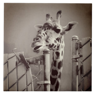 Giraffenfotografie - Vintager Stil Fliese